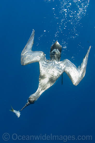 Sooty Shearwater (Puffinus griseus) diving on a bait. Found throughout the south Pacific and south Atlantic Oceans. Photo - Chris & Monique Fallows Sooty Shearwater (Puffinus griseus) diving on a bait. Found throughout the south Pacific and south Atlantic Oceans. Photo - Chris & Monique Fallows