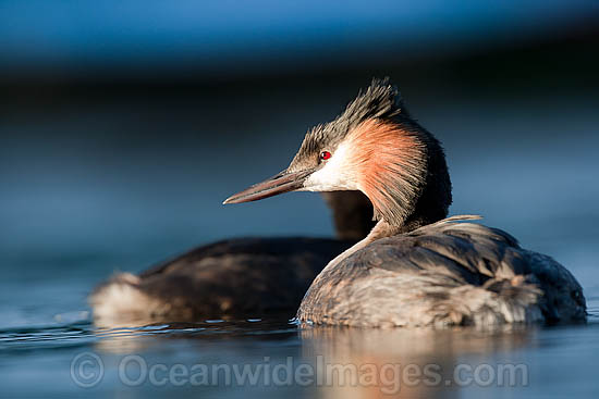 Great Crested Grebe (Podiceps cristatus). Photo taken at Marina Da Gama, Cape Town , South Africa Photo - Chris and Monique Fallows Great Crested Grebe (Podiceps cristatus). Photo taken at Marina Da Gama, Cape Town , South Africa Photo - Chris and Monique Fallows