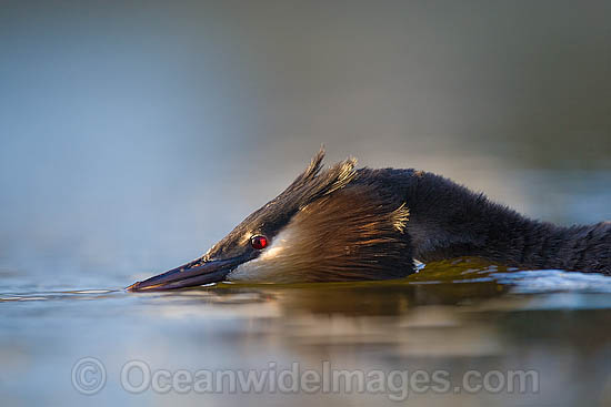 Great Crested Grebe (Podiceps cristatus). Photo taken at Marina Da Gama, Cape Town , South Africa Photo - Chris and Monique Fallows Great Crested Grebe (Podiceps cristatus). Photo taken at Marina Da Gama, Cape Town , South Africa Photo - Chris and Monique Fallows