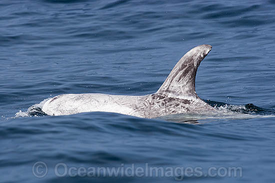 Risso's Dolphin (Grampus griseus). Found world wide in tropical and temperate seas, usually in deep water close to the continental slope rather than close to land. Photo taken at Cape Point, South Africa Photo - Chris and Monique Fallows Risso's Dolphin (Grampus griseus). Found world wide in tropical and temperate seas, usually in deep water close to the continental slope rather than close to land. Photo taken at Cape Point, South Africa Photo - Chris and Monique Fallows