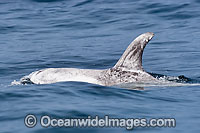 Risso's Dolphin Grampus griseus Photo - Chris and Monique Fallows