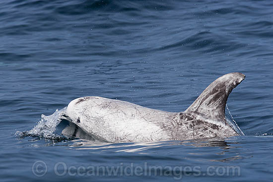 Risso's Dolphin Grampus griseus photo Risso's Dolphin Grampus griseus photo