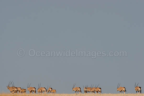 Gemsbok (Oryx gazella). Also known as Gemsbuck. This large African antelope is found mostly in desert habitats. Photo - Chris and Monique Fallows Gemsbok (Oryx gazella). Also known as Gemsbuck. This large African antelope is found mostly in desert habitats. Photo - Chris and Monique Fallows