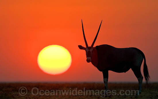 Gemsbok Oryx gazella photo Gemsbok Oryx gazella photo