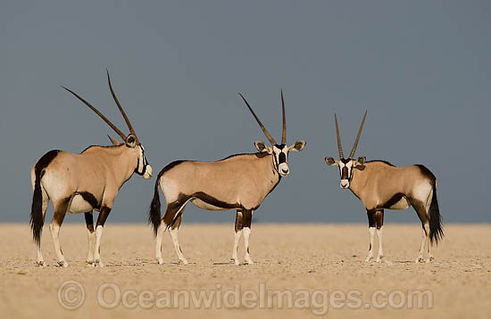 Gemsbok Oryx gazella photo