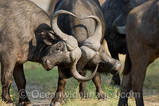 African Buffalo Syncerus caffer photo