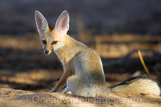 Fennec Fox Vulpes zerda photo