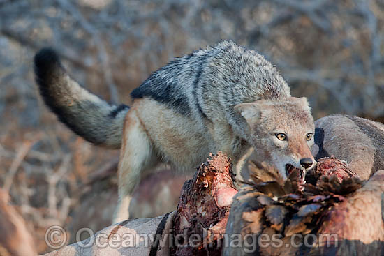 Jackal feeding on zebra carcass photo