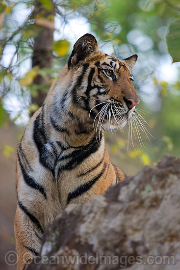 Bengal Tiger (Panthera tigris tigris). Also known as Royal Bengal Tiger. Found in India, Bangladesh, Nepal and Bhutan. Listed on the IUCN Red List as a Threatened Species. Photo - Chris and Monique Fallows Bengal Tiger (Panthera tigris tigris). Also known as Royal Bengal Tiger. Found in India, Bangladesh, Nepal and Bhutan. Listed on the IUCN Red List as a Threatened Species. Photo - Chris and Monique Fallows