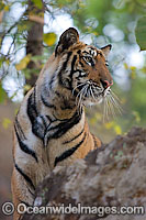 Bengal Tiger Panthera tigris tigris Photo - Chris and Monique Fallows