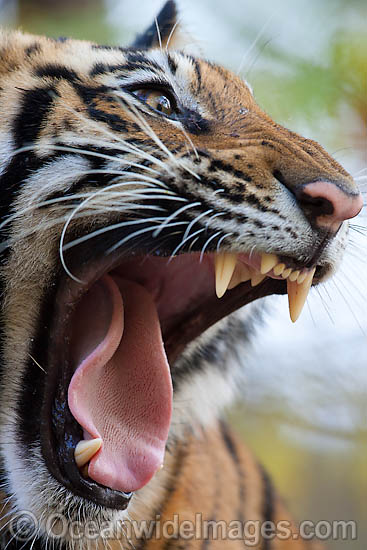 Bengal Tiger photo