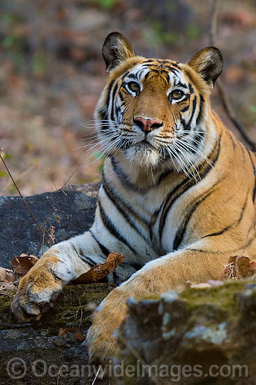 Bengal Tiger Panthera tigris tigris photo