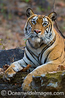 Bengal Tiger Panthera tigris tigris Photo - Chris and Monique Fallows