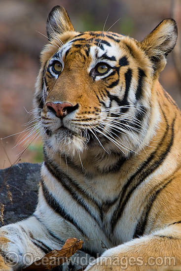 Bengal Tiger (Panthera tigris tigris). Also known as Royal Bengal Tiger. Found in India, Bangladesh, Nepal and Bhutan. Listed on the IUCN Red List as a Threatened Species. Photo - Chris and Monique Fallows Bengal Tiger (Panthera tigris tigris). Also known as Royal Bengal Tiger. Found in India, Bangladesh, Nepal and Bhutan. Listed on the IUCN Red List as a Threatened Species. Photo - Chris and Monique Fallows