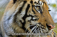 Bengal Tiger Photo - Chris and Monique Fallows