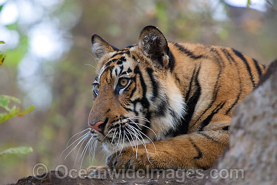 Bengal Tiger (Panthera tigris tigris). Also known as Royal Bengal Tiger. Found in India, Bangladesh, Nepal and Bhutan. Listed on the IUCN Red List as a Threatened Species. Photo - Chris and Monique Fallows Bengal Tiger (Panthera tigris tigris). Also known as Royal Bengal Tiger. Found in India, Bangladesh, Nepal and Bhutan. Listed on the IUCN Red List as a Threatened Species. Photo - Chris and Monique Fallows