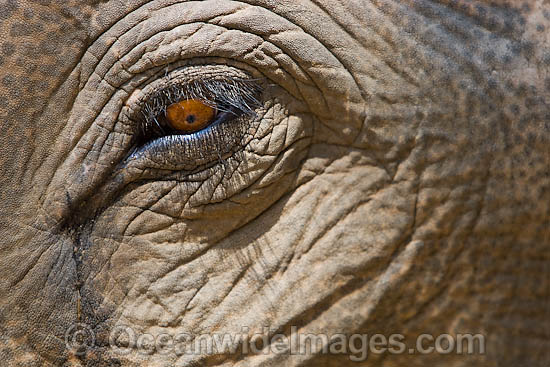Indian Elephant eye photo