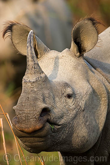 Indian Rhinoceros (Rhinoceros unicornis). Also known as Great One-horned Rhinoceros and Asian One-horned Rhinoceros. Found inhabiting grasslands and forests of north-eastern India and Nepal Photo - Chris and Monique Fallows