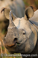 Indian Rhinoceros Rhinoceros unicornis Photo - Chris and Monique Fallows