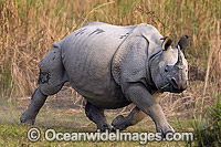 Indian Rhinoceros Photo - Chris and Monique Fallows