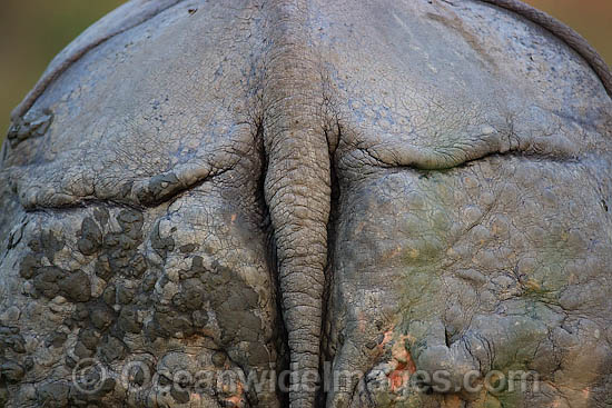 Indian Rhinoceros rear end photo
