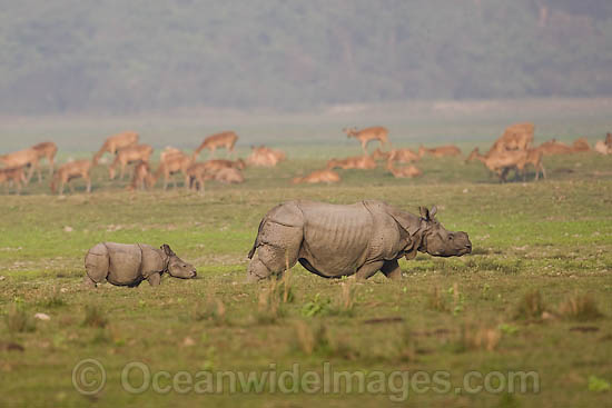 Indian Rhinoceros photo