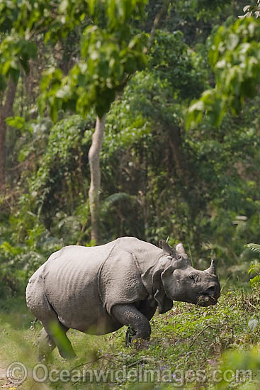 Indian Rhinoceros Rhinoceros unicornis photo