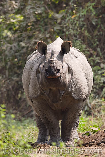 Indian Rhinoceros (Rhinoceros unicornis). Also known as Great One-horned Rhinoceros and Asian One-horned Rhinoceros. Found inhabiting grasslands and forests of north-eastern India and Nepal Photo - Chris and Monique Fallows Indian Rhinoceros (Rhinoceros unicornis). Also known as Great One-horned Rhinoceros and Asian One-horned Rhinoceros. Found inhabiting grasslands and forests of north-eastern India and Nepal Photo - Chris and Monique Fallows
