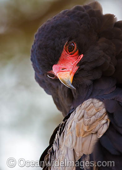 Bataleur Eagle Terathopius ecaudatus photo Bataleur Eagle Terathopius ecaudatus photo
