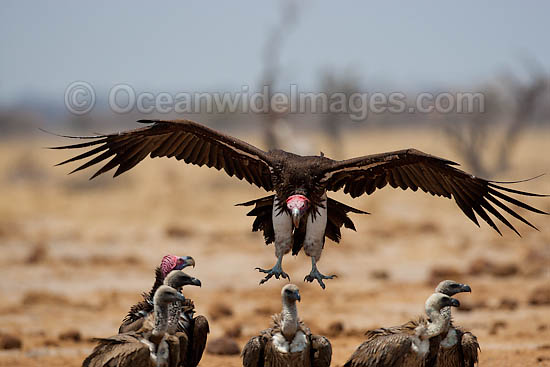 Lappet Faced Vulture (Torgos tracheliotus). Linyanti, Botswana, Southern Africa Photo - Chris and Monique Fallows Lappet Faced Vulture (Torgos tracheliotus). Linyanti, Botswana, Southern Africa Photo - Chris and Monique Fallows