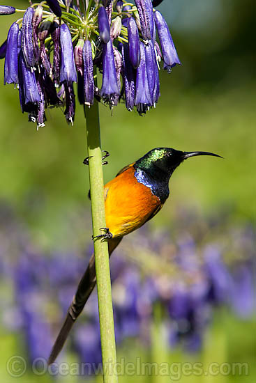 Orange-breasted Sunbird Anthobaphes violacea photo