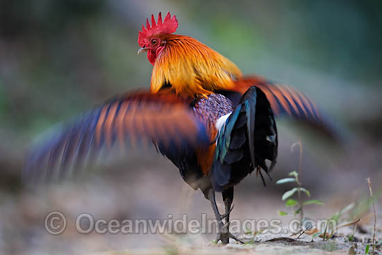 Red Junglefowl (Gallus gallus). Found in India, China, Malaysia, Philippines, Indonesia, Hawaiian Islands, Christmas Island and Cocos (Keeling) Islands and the Marianas Photo - Chris and Monique Fallows