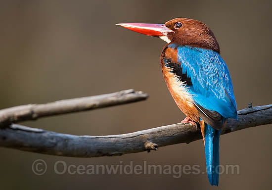 White-throated Kingfisher Halcyon smyrnensis photo