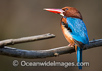 White-throated Kingfisher Halcyon smyrnensis Photo - Chris and Monique Fallows