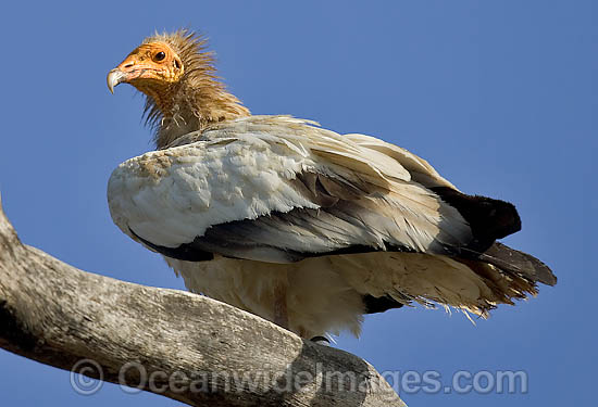 Egyptian Vulture (Neophron percnopterus). Found from southwestern Europe and northern Africa to southern Asia. Photo taken at Bandavgarh National Park, India Photo - Chris and Monique Fallows