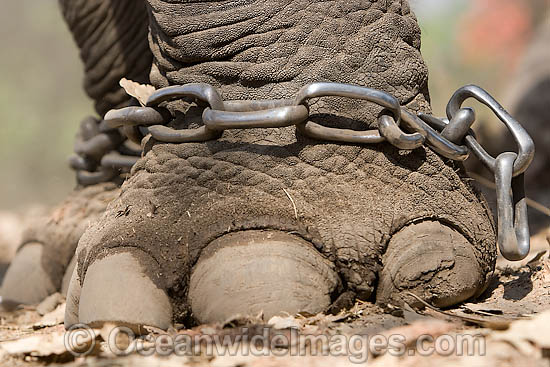 Indian Elephant (Elephas maximus indicus) shackled. Bandavgarh National Park, India Photo - Chris and Monique Fallows Indian Elephant (Elephas maximus indicus) shackled. Bandavgarh National Park, India Photo - Chris and Monique Fallows