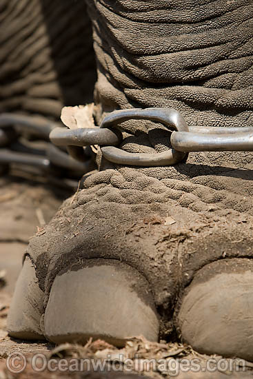 Indian Elephant shackled photo