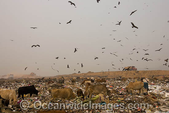 People and wildlife at dumpsite photo