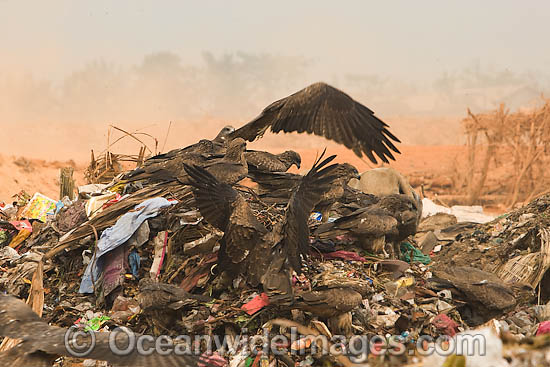 Wildlife scavenging at dumpsite photo