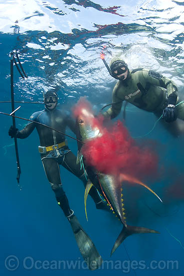 Spearfishermen with a speared Yellowfin Tuna (Thunnus albacares). Photo taken off Cape Point, South Africa Photo - Chris & Monique Fallows Spearfishermen with a speared Yellowfin Tuna (Thunnus albacares). Photo taken off Cape Point, South Africa Photo - Chris & Monique Fallows