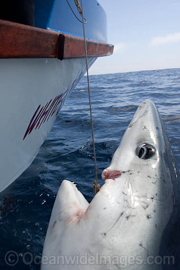 Pelagic shark caught in a longline. Photo taken at Cape Point, South Africa Photo - Chris and Monique Fallows Pelagic shark caught in a longline. Photo taken at Cape Point, South Africa Photo - Chris and Monique Fallows