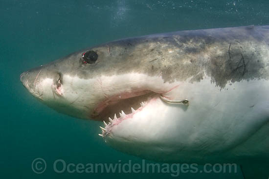 Great White Shark (Carcharodon carcharias), with a stainless steel fishing hook in its mouth. Photo taken in False Bay, South Africa Photo - Chris and Monique Fallows Great White Shark (Carcharodon carcharias), with a stainless steel fishing hook in its mouth. Photo taken in False Bay, South Africa Photo - Chris and Monique Fallows