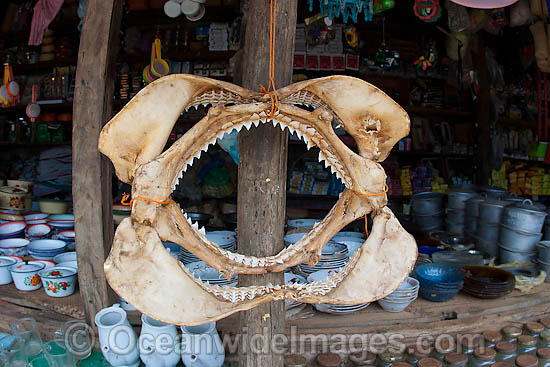 Shark jaw products for sale. Photo taken in Madagascar, near Africa Photo - Chris and Monique Fallows