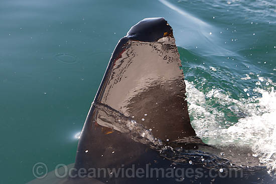 Great White Shark with damaged fin photo