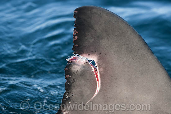 Great White Shark (Carcharodon carcharias), with a damaged dorsel fin. Photo taken in False Bay, South Africa Photo - Chris and Monique Fallows