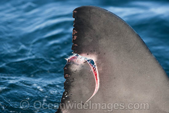 Great White Shark (Carcharodon carcharias), with a damaged dorsel fin. Photo taken in False Bay, South Africa Photo - Chris and Monique Fallows Great White Shark (Carcharodon carcharias), with a damaged dorsel fin. Photo taken in False Bay, South Africa Photo - Chris and Monique Fallows