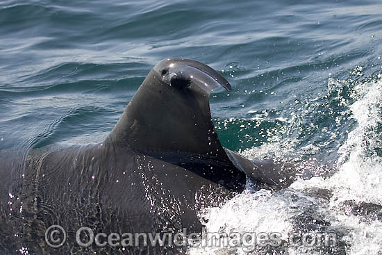 Great White Shark with satelite tag photo