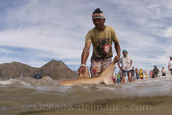 Local fisherman releasing a Ragged-tooth Shark (Carcharias taurus), also known as Sand Tiger Shark and Grey Nurse Shark, caught in a beach seine net. False Bay, Cape Town, South Africa Photo - Chris and Monique Fallows Local fisherman releasing a Ragged-tooth Shark (Carcharias taurus), also known as Sand Tiger Shark and Grey Nurse Shark, caught in a beach seine net. False Bay, Cape Town, South Africa Photo - Chris and Monique Fallows