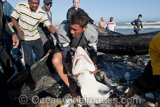 Local fisherman releasing a Ragged-tooth Shark (Carcharias taurus), also known as Sand Tiger Shark and Grey Nurse Shark, from a beach seine net. Photo taken in False Bay, South Africa Photo - Chris and Monique Fallows Local fisherman releasing a Ragged-tooth Shark (Carcharias taurus), also known as Sand Tiger Shark and Grey Nurse Shark, from a beach seine net. Photo taken in False Bay, South Africa Photo - Chris and Monique Fallows
