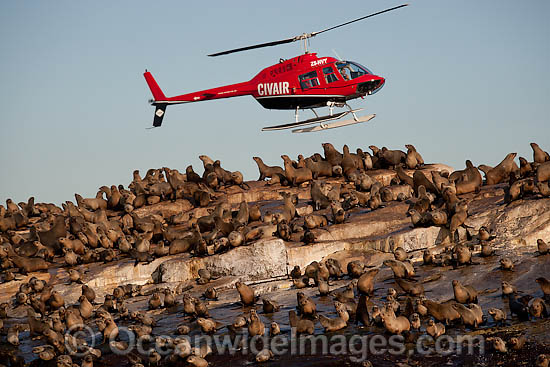 Helicopter over Seal colony photo Helicopter over Seal colony photo